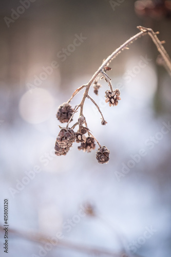 branch with berries