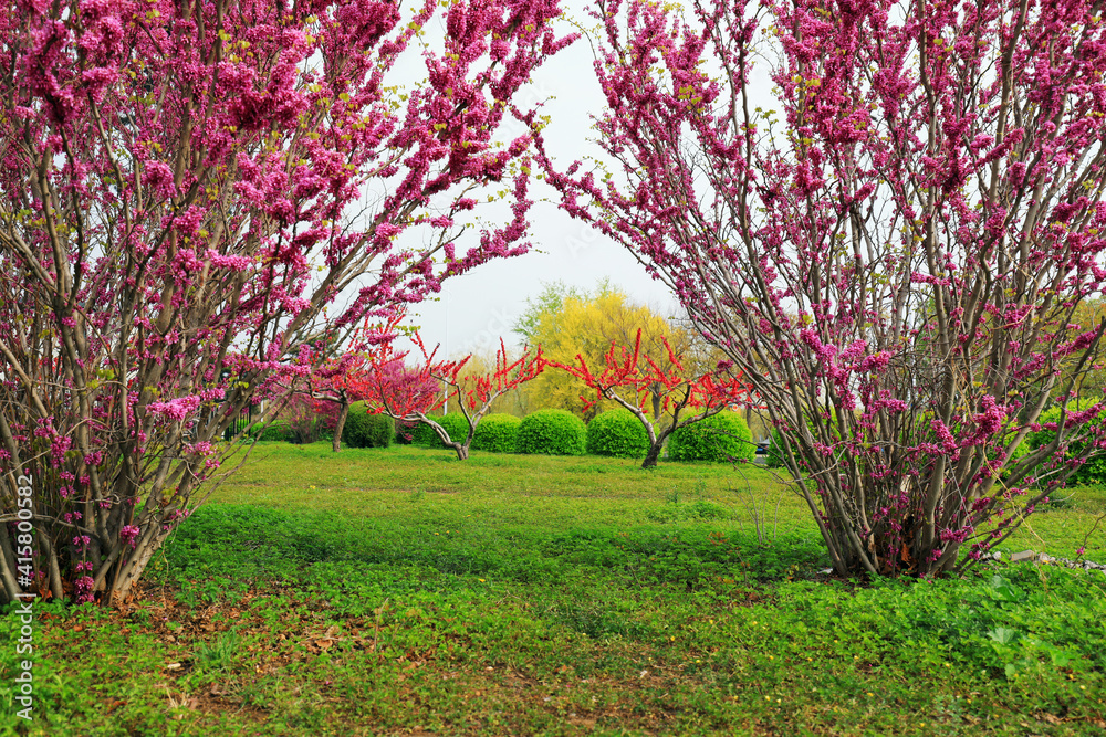 Naklejka premium Beautiful park in spring, North China