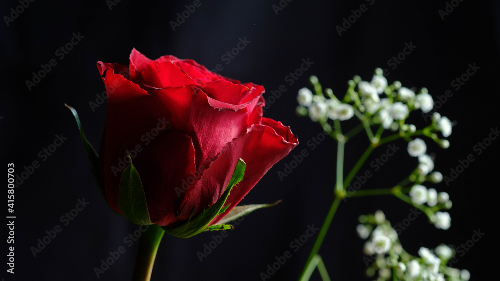 Detailaufnahme einer roten Rosenblüte mit Schleierkraut Detailaufnahme einer roten Rosenblüte mit Schleierkraut