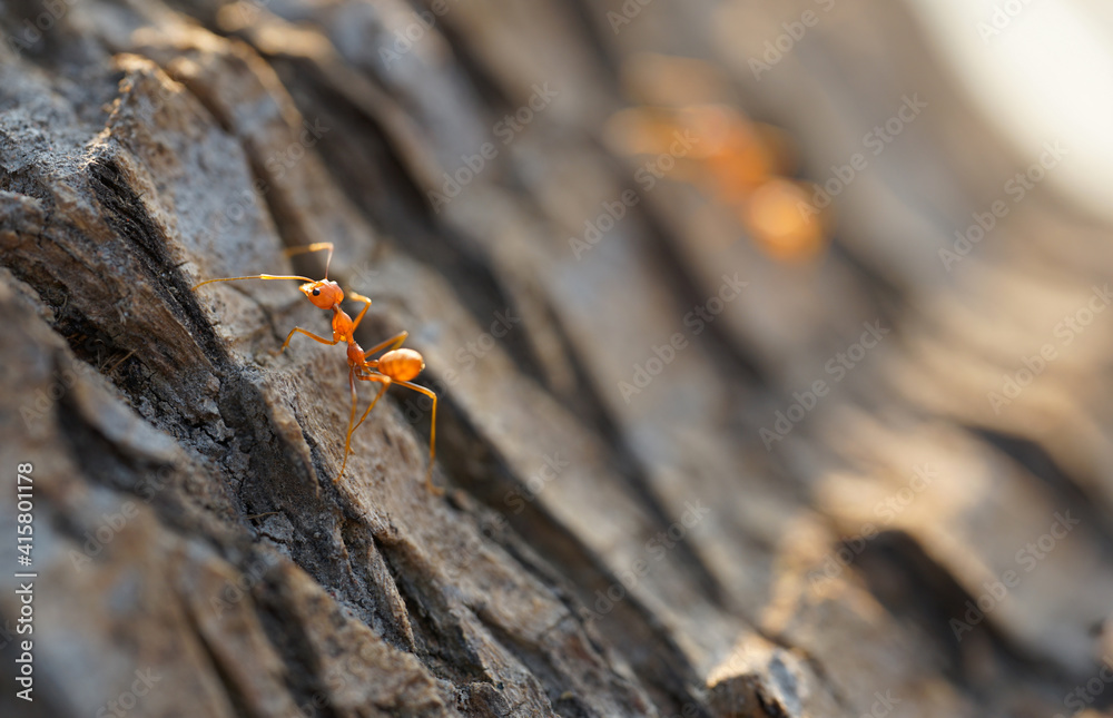 Selective focus eye the red ant eye stopping on tree trunk Selective focus eye the red ant eye stopping on tree trunk