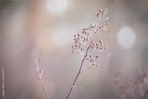 dew on a branch