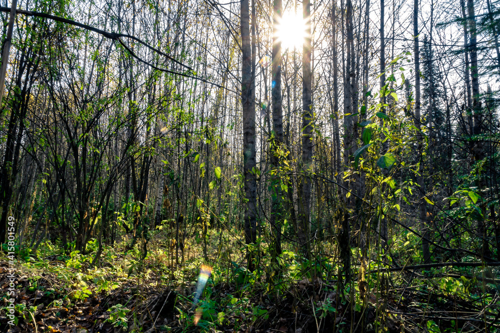 autumn forest in the sun between trees without leaves, selective focus autumn forest in the sun between trees without leaves, selective focus