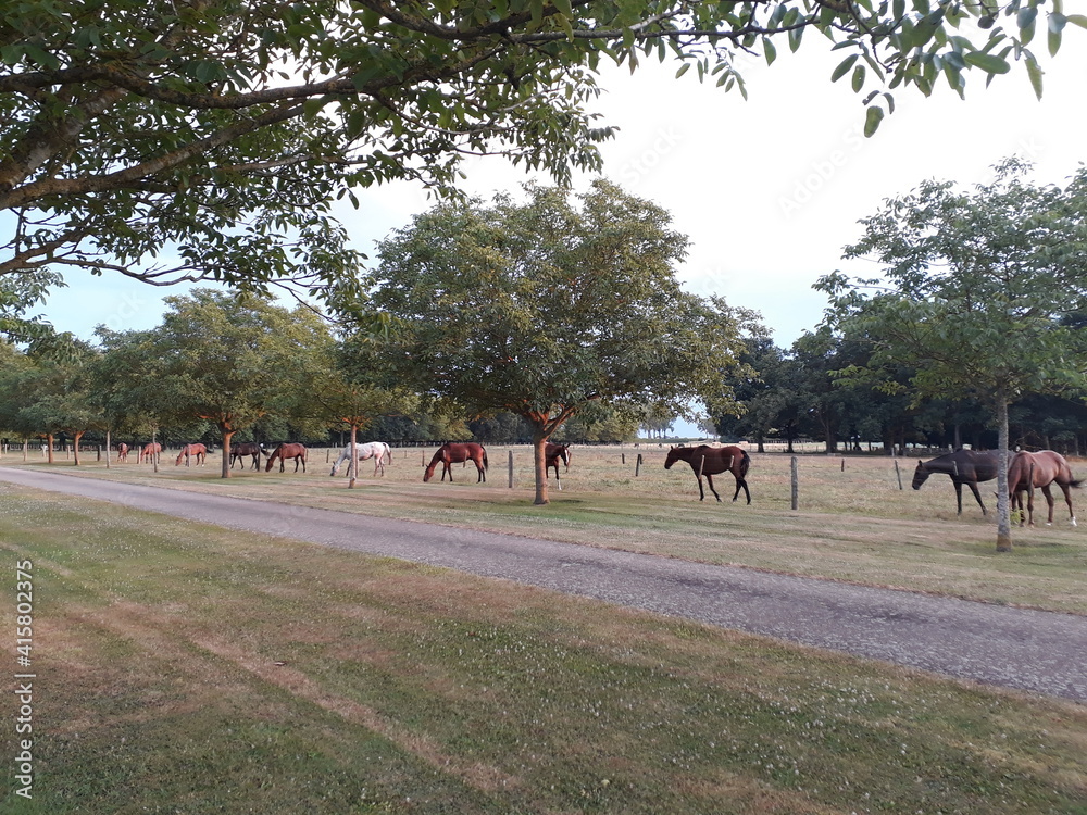 horses eating under the fence, horse eating horses eating under the fence, horse eating