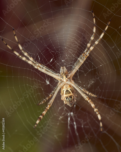 white spider in its spider web