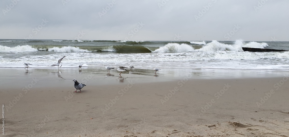 Gulls are not afraid of the waves. Gulls are not afraid of the waves.