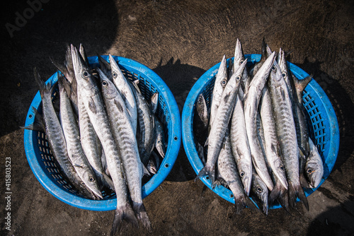 
Sphyraenidae fish in plastic baskets prepared for sale at Ban Bang Saray fishing boats, Chonburi, Thailand photo