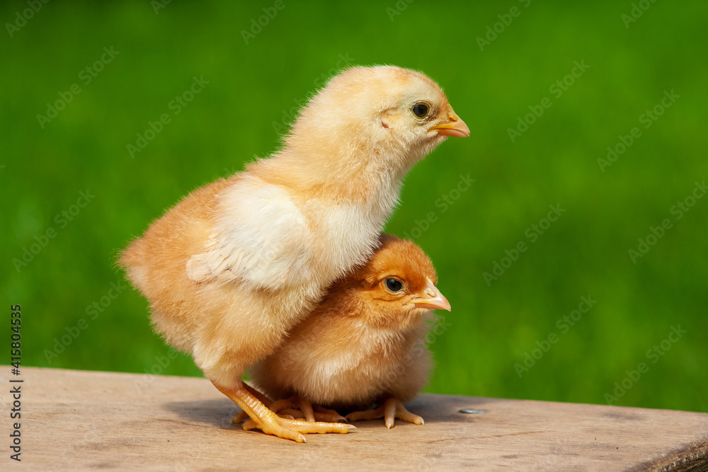 chicken on the farm on grass background. Baby chicken family. Animal friendship chicken on the farm on grass background. Baby chicken family. Animal friendship