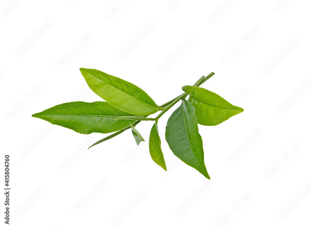 Fototapeta premium Green tea leaf isolated on white background