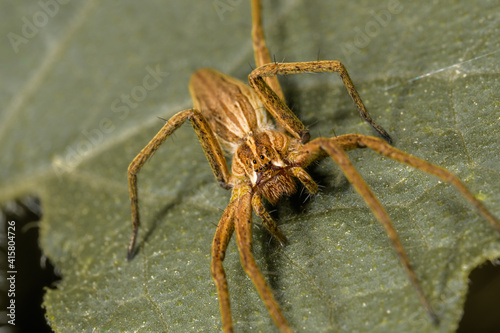 Front close-up of the spider Pisaura Mirabilis, on a green leaf.