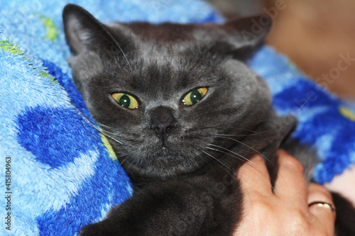 I love my mistress, I'll hold her tight. The cat of the British breed hugs the mistress funny and tenderly.