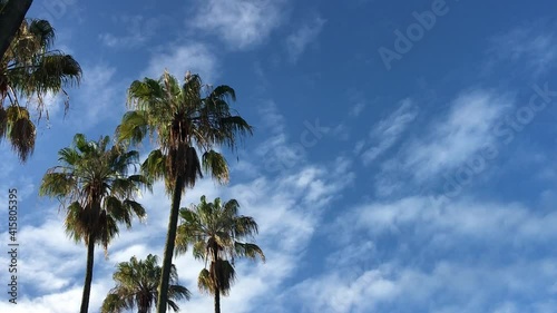 Palm trees canopy swinging with wind blowing and blue sky background photo