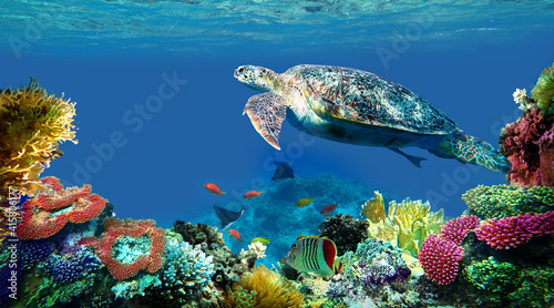 Fotografie, Obraz underwater sea turtle swims