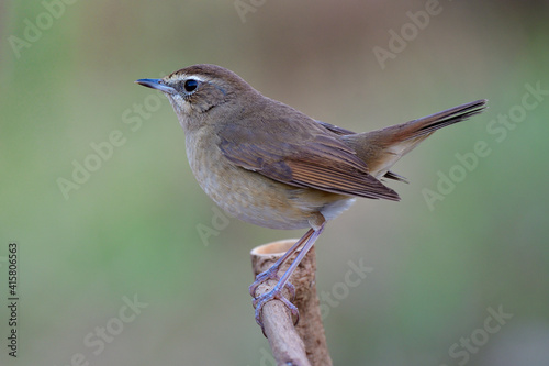 natural beautiful fat brown bird perching on wood stick ready to fly away