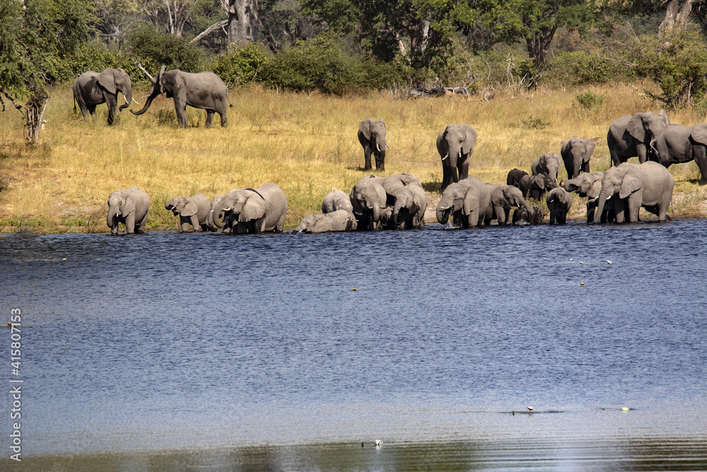 Obraz premium A herd of elephants goes to drink to the lake, Bwabwata. Namibia