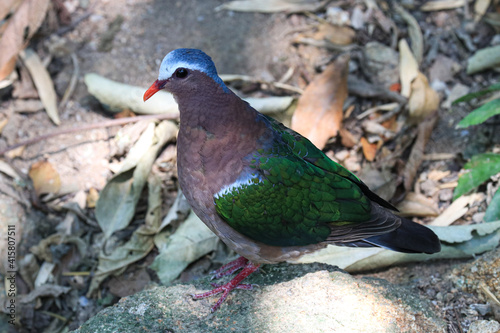 Close up Colorful Bird,  Emerald Bird,  Chalcophaps indica . Green wing , Grey-capped photo