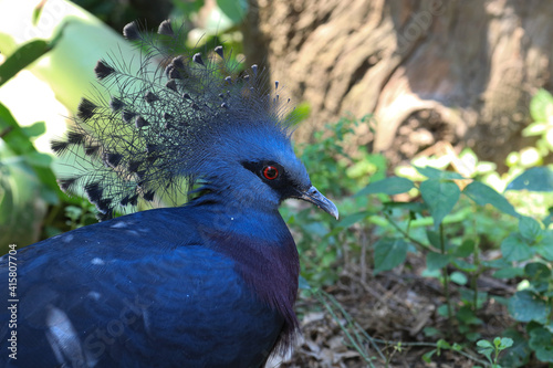 Close up Blue Pigeon, Victorian Crowned Pigeon