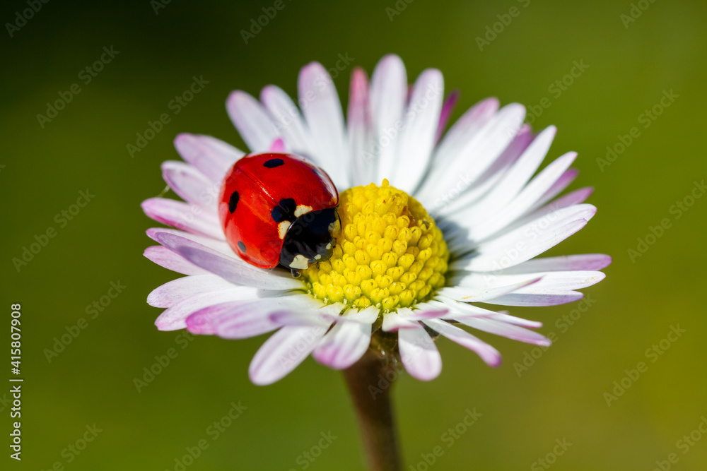 spring messenger, ladybug on flowering branch