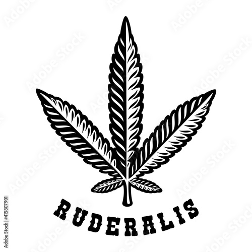 Monochrome illustration of a cannabis leaf Ruderalis in engraving style.