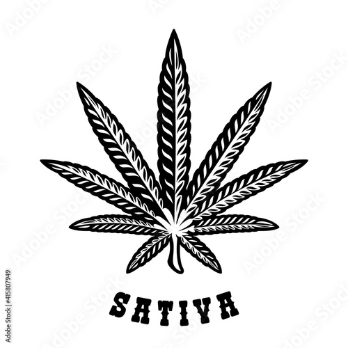 Vector illustration of a cannabis leaf Sativa on the white background.