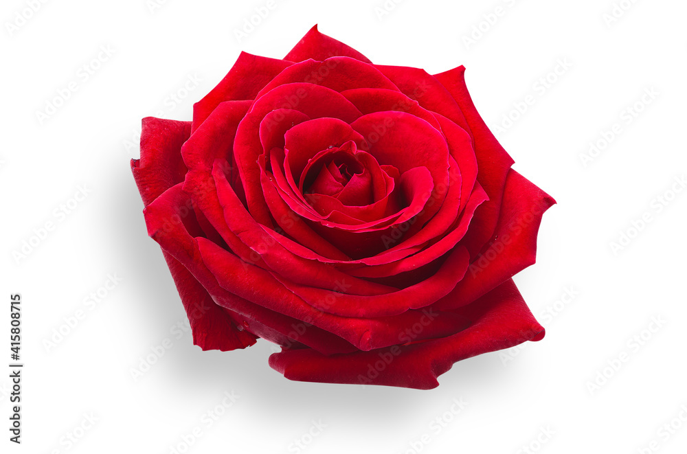 red rose isolated on white, red rose isolated on white,