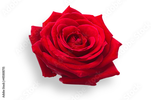 red rose isolated on white 