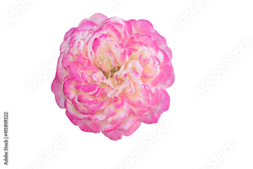 Fototapeta Naklejka Na Ścianę i Meble -  pink rose isolated on white,pink rose isolated on white background with clipping path,pink flower,rose flower