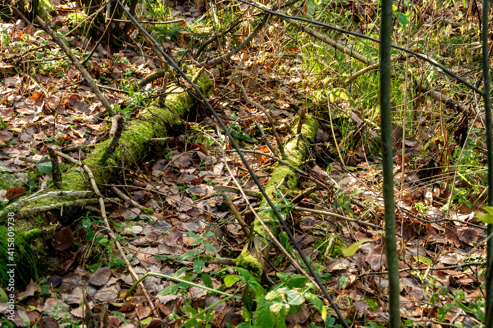 tree trunks covered with moss, selective focus tree trunks covered with moss, selective focus