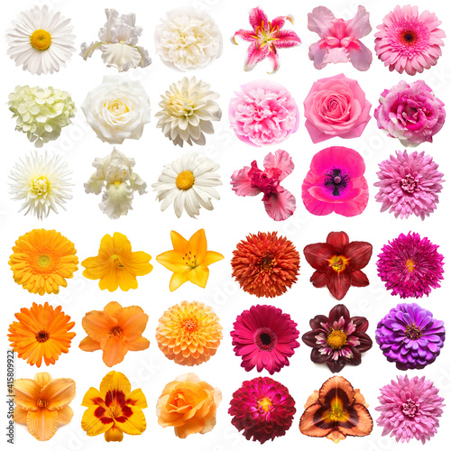 Fototapeta Naklejka Na Ścianę i Meble -  Big collection of various head flowers purple, white, orange and pink isolated on white background. Perfectly retouched, full depth of field on the photo. Top view, flat lay