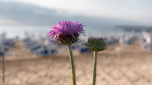 Pink flower Centaurea jacea or brown knapweed on blurred background of seascape on sand dunes of Sunny Beach  Bulgaria. Summertime  beauty of nature  season of vacation and travel concept.Copy space