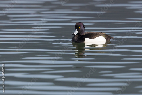 close-up swimming male tufted duck (aythya fuligula) in sunshine