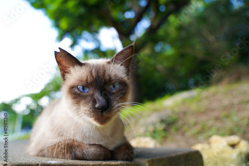 微笑んでいるようなシャム猫　アップ