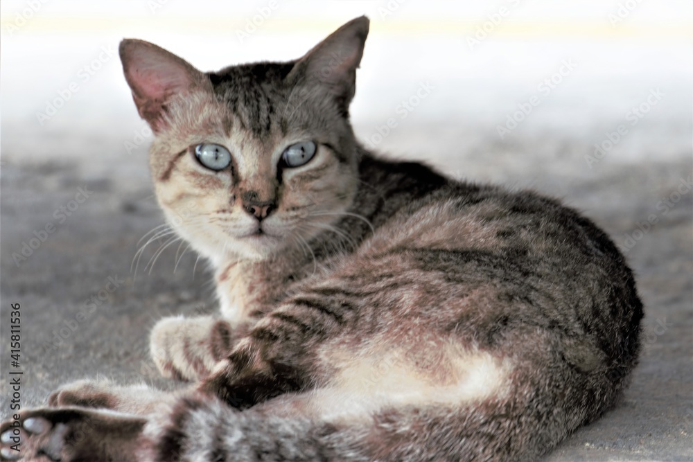 beautiful wild stray cat hiding under a cart beautiful wild stray cat hiding under a cart