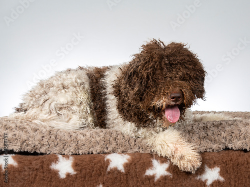 Lagotto romagnolo dog portrait. Image taken in a studio. Dog breed also known as truffle dog or Italian water dog. photo