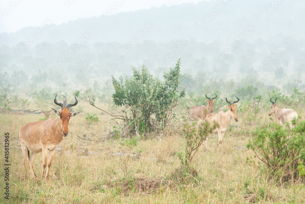 Naklejka premium Hartebeest in rain.