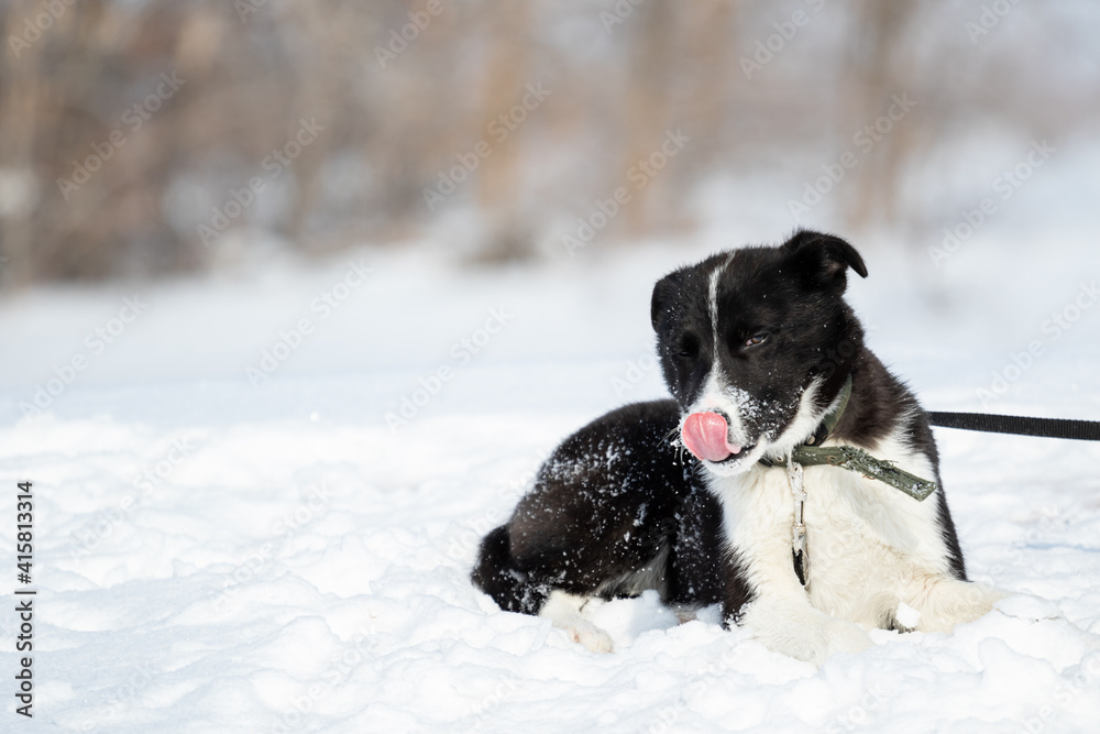 A black and white stray dog from a shelter for stray animals lies in the snow against the background of a forest. A protruding tongue and a funny face. The pet licks its lips. Funny animal. Copy space
