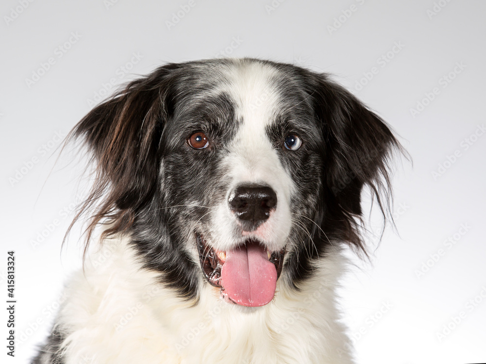 Border collie dog portrait, image taken in a studio with white background. Border collie dog portrait, image taken in a studio with white background.