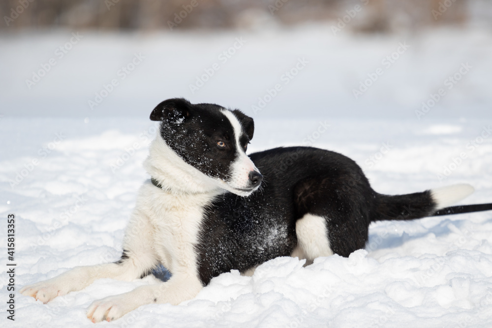 A black and white stray dog from a shelter for stray animals lies in the snow against the background of a forest. The pet lies with its head turned to the right. A black and white stray dog from a shelter for stray animals lies in the snow against the background of a forest. The pet lies with its head turned to the right.