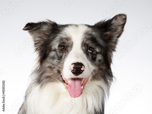 Border collie dog portrait, image taken in a studio with white background. © Jne Valokuvaus
