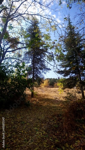 Turkish forest landscapes