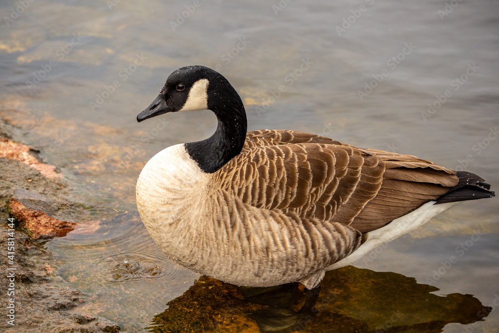 canadian goose on the beach canadian goose on the beach