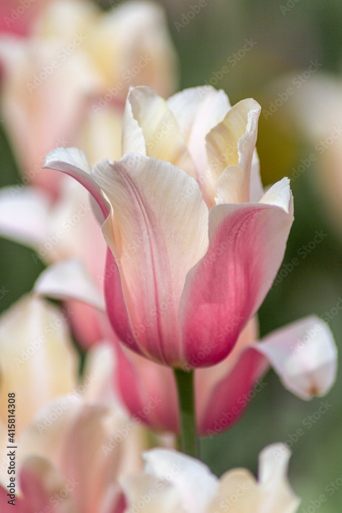 Beautiful tulip flower in spring in the park, on a blurred background, close-up. Flower cultivation culture