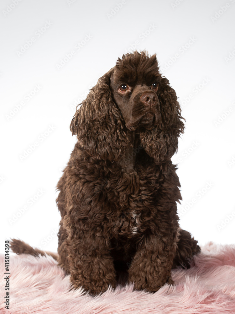 American cocker spaniel dog portrait, image taken in a studio with white background. American cocker spaniel dog portrait, image taken in a studio with white background.