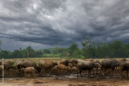 Buffalo farm in Thailand Raising buffalo in nature
