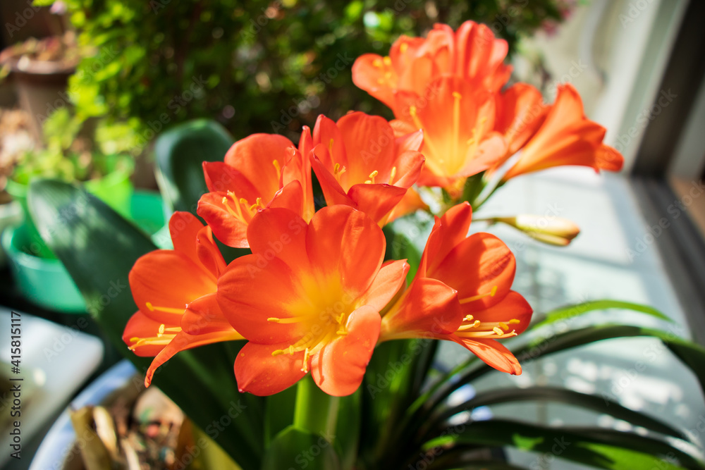 Fototapeta premium Beautiful kaffir lily (Clivia miniata) flowers in full bloom.