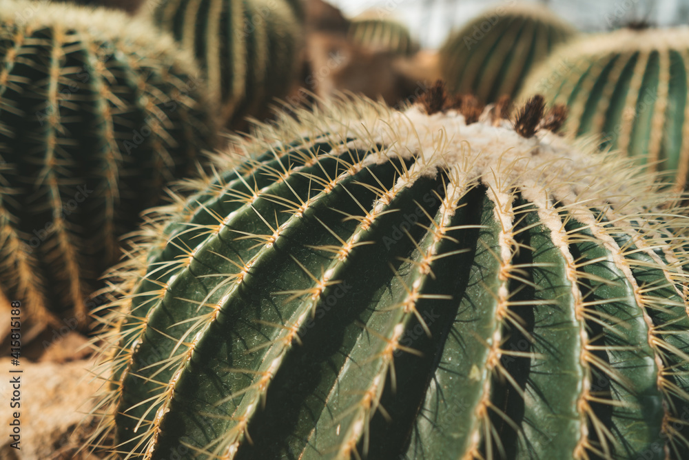 Big golden barrel cactus in Queen Sirikit Botanical Garden