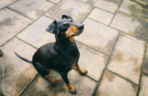 Photography Manchester Terrier in the garden