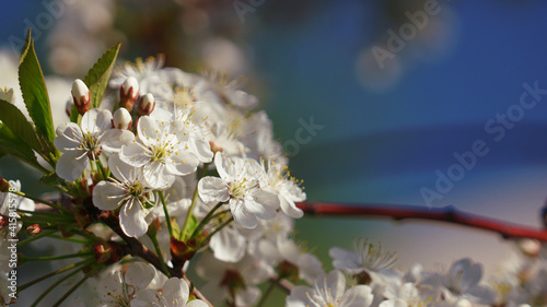 Blooming cherry blossoms in spring. Close-up of flowers.