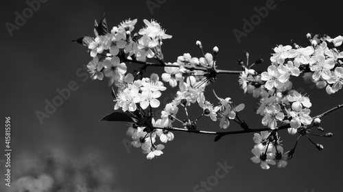 Blooming cherry blossoms in spring. Black and white Close-up of flowers.