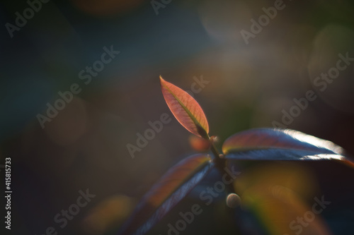leaf bud as nature background