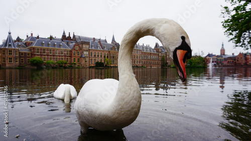Swan against the background of small European houses.